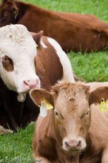 Hausrind (149 von 174).jpg